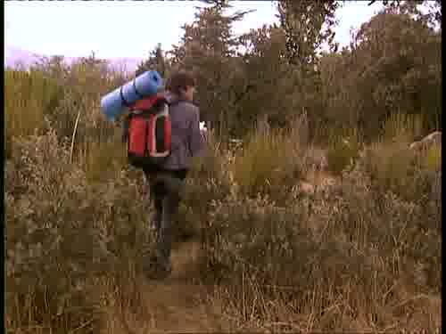 Pero si este árbol, es éste.
¡Belén, por aquí!